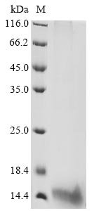 Recombinant Salmonella typhimurium Protein PrgJ (prgJ)