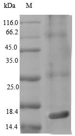 Recombinant Salmonella typhimurium Protein PrgJ (PrgJ)