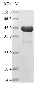 Recombinant Mouse 5-AMP-activated protein kinase subunit beta-1 (Prkab1)