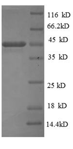 Recombinant Bordetella pertussis Pertactin autotransporter (prn), partial, Bordetella pertussis (strain Tohama I / ATCC BAA-589 / NCTC 13251), E.coli, N-terminal 6xHis-SUMO-tagged, 45.8kDa, purity >90% as determined by SDS-PAGE.