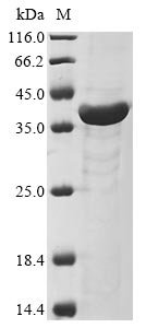 Recombinant Pyrroline-5-carboxylate reductase (proC)