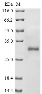 Recombinant Rat Serine protease 1 (Prss1)