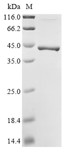 Recombinant Streptococcus pneumoniae Manganese ABC transporter substrate-binding lipoprotein (psaA), Streptococcus pneumoniae (strain ATCC BAA-255 / R6), E.coli, N-terminal 10xHis-tagged and C-terminal Myc-tagged, 40.0kDa, purity >85% as determined by SDS-PAGE.