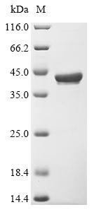 Recombinant Streptococcus oralis Manganese ABC transporter substrate-binding lipoprotein (psaA), Streptococcus oralis, E.coli, N-terminal 10xHis-tagged and C-terminal Myc-tagged, 40.1kDa, purity >90% as determined by SDS-PAGE.