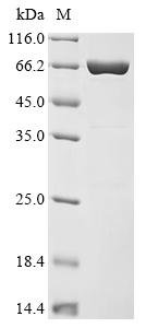 Recombinant Daucus carota Phytosulfokine receptor 1 (PSKR), partial, Daucus carota (Wild carrot), Yeast, C-terminal 6xHis-tagged, 70.8kDa, purity >90% as determined by SDS-PAGE.