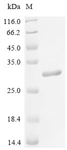 Recombinant Rat Parathyroid hormone/parathyroid hormone-related peptide receptor (Pth1r), partial, Rattus norvegicus (Rat), E.coli, C-terminal 6xHis-tagged, 25.5kDa, purity >95% as determined by SDS-PAGE.