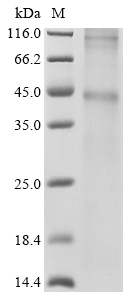 Recombinant Human 5-hydroxytryptamine receptor 1B (HTR1B) Protein, Homo sapiens (Human), in vitro E.coli expression system, N-terminal 10xHis-tagged, 45.1kDa, purity >85% as determined by SDS-PAGE.