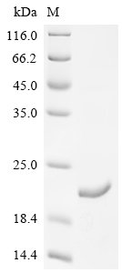 Recombinant Dog Parathyroid hormone/parathyroid hormone-related peptide receptor (PTH1R), partial, Canis lupus familiaris (Dog) (Canis familiaris), E.coli, C-terminal 6xHis-tagged, 19.6kDa, purity >95% as determined by SDS-PAGE.