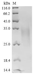 Recombinant Dog Parathyroid hormone/parathyroid hormone-related peptide receptor (Pth1r), partial, Canis lupus familiaris (Dog) (Canis familiaris), Mammalian cell, C-terminal 10xHis-tagged, 20.4kDa, purity >95% as determined by SDS-PAGE.