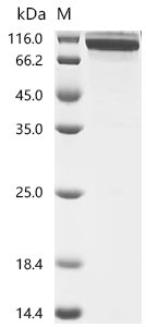 Recombinant Mouse Inactive tyrosine-protein kinase 7 (Ptk7), partial, Mus musculus (Mouse), Mammalian cell, C-terminal 10xHis-tagged, 76.0kDa, purity >95% as determined by SDS-PAGE.