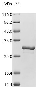 Recombinant Mouse Apoptosis-associated speck-like protein containing a CARD (Pycard), Mus musculus (Mouse), E.coli, N-terminal 10xHis-tagged and C-terminal Myc-tagged, 28.9kDa, purity >85% as determined by SDS-PAGE.