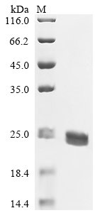 Recombinant Mouse Apoptosis-associated speck-like protein containing a CARD (Pycard)