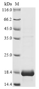 Recombinant Halochromatium salexigens Photoactive yellow protein (pyp)
