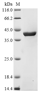 Recombinant Escherichia coli O45:K1 Aspartate carbamoyltransferase (pyrB), Escherichia coli O45:K1 (strain S88 / ExPEC), E.coli, N-terminal 10xHis-tagged and C-terminal Myc-tagged, 41.9kDa, purity >90% as determined by SDS-PAGE.