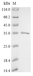 Recombinant Escherichia coli O45:K1 Aspartate carbamoyltransferase (pyrB), Escherichia coli O45:K1 (strain S88 / ExPEC), Yeast, C-terminal 6xHis-tagged, 35.9kDa, purity >90% as determined by SDS-PAGE.