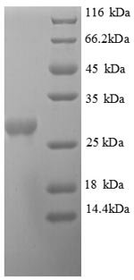 Recombinant Helicobacter pylori Orotidine 5'-phosphate decarboxylase (pyrF)