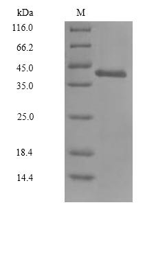 Recombinant Mouse Glutaminyl-peptide cyclotransferase (Qpct)