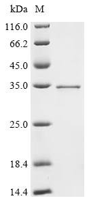 Recombinant Saccharomyces cerevisiae DNA repair protein RAD59 (RAD59)