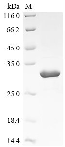 Recombinant Saccharomyces cerevisiae DNA-binding protein RAP1 (RAP1), partial, Saccharomyces cerevisiae (strain ATCC 204508 / S288c) (Baker's yeast), E.coli, Tag-Free, 28.7kDa, purity >85% as determined by SDS-PAGE.