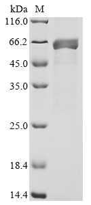 Recombinant Oryza sativa subsp. japonica Ribulose bisphosphate carboxylase large chain (rbcL)