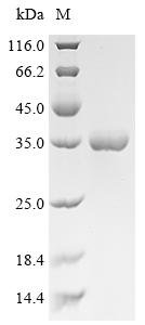 Recombinant Escherichia coli Ribokinase (rbsK)