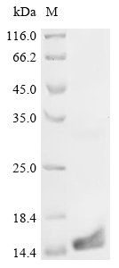 Recombinant Mouse Regenerating islet-derived protein 3-beta (Reg3b), Mus musculus (Mouse), E.coli, Tag-Free, 15.6kDa, purity >95% as determined by SDS-PAGE.