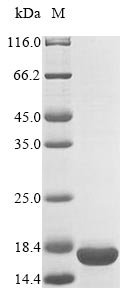 Recombinant Escherichia coli Antitoxin RelB (relB)
