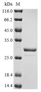 Recombinant Arabidopsis thaliana Root meristem growth factor 1 (RGF1)