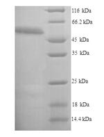 Recombinant Mouse Receptor-interacting serine/threonine-protein kinase 3 (Ripk3)
