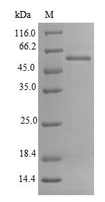 Recombinant Mouse Renalase (Rnls), Mus musculus (Mouse), E.coli, N-terminal 6xHis-SUMO-tagged, 52.0kDa, purity >90% as determined by SDS-PAGE.