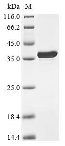 Recombinant Mycobacterium tuberculosis 50S ribosomal protein L2 (rplB)