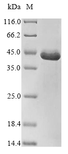 Recombinant Escherichia coli RNA polymerase sigma factor RpoH (rpoH)