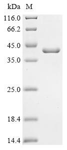 Recombinant Pseudomonas putida RNA polymerase sigma factor RpoH (rpoH)