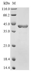 Recombinant Escherichia coli RNA polymerase sigma factor rpoS (rpoS)
