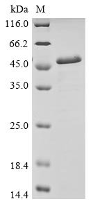 Recombinant Escherichia coli RNA polymerase sigma factor rpoS (rpoS)