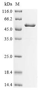 Recombinant Pseudomonas putida RNA polymerase sigma factor RpoS (rpoS)