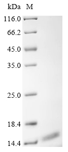 Recombinant Human ATP synthase subunit f, mitochondrial (ATP5J2) Protein, Homo sapiens (Human), in vitro E.coli expression system, N-terminal 10xHis-tagged, 12.4kDa, purity >90% as determined by SDS-PAGE.