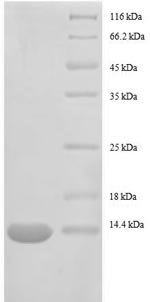 Recombinant Escherichia coli 30S ribosomal protein S15 (rpsO)