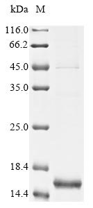 Recombinant Rickettsia typhi Probable ABC transporter permease protein RT0041 (RT0041), partial