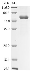 Recombinant Severe acute respiratory syndrome coronavirus 2 Spike glycoprotein (S), partial, Severe acute respiratory syndrome coronavirus 2 (2019-nCoV) (SARS-CoV-2), Baculovirus, C-terminal hFc1-tagged, 53.5kDa, purity >90% as determined by SDS-PAGE.
