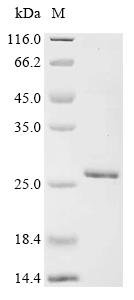 Recombinant Severe acute respiratory syndrome coronavirus 2 Spike glycoprotein (S) (I332V,G339H,K356T,S371L,S373P,S375F,R403K,K417N,N440K,V445H,G446S,N450D,L452M,N460K,S477N,T478K,N481K,△483,E484K,F486P,G496S,Q498R,N501Y,Y505H), partial, Severe acute respiratory syndrome coronavirus 2 (2019-nCoV) (SARS-CoV-2), E.coli, Tag-Free, 25.2kDa, purity >90% as determined by SDS-PAGE.