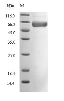 Recombinant Severe acute respiratory syndrome coronavirus 2 Spike glycoprotein (S), partial (Active), Severe acute respiratory syndrome coronavirus 2 (2019-nCoV) (SARS-CoV-2), Mammalian cell, C-terminal 6xHis-mFc-tagged, 51.1kDa, purity >90% as determined by SDS-PAGE.