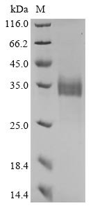 Recombinant Bovine coronavirus Spike glycoprotein (S), partial, Bovine coronavirus (strain L9) (BCoV) (BCV), Yeast, C-terminal 6xHis-tagged, 36.6kDa, purity >90% as determined by SDS-PAGE.