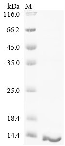 Recombinant Rat Protein S100-A6 (S100a6)