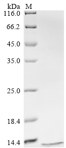 Recombinant Bovine Protein S100-B (S100B)