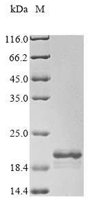 Recombinant Bovine Serum amyloid A protein (SAA1)