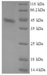 Recombinant Dog Serum amyloid A protein (SAA1), Canis lupus familiaris (Dog) (Canis familiaris), E.coli, N-terminal 6xHis-GST-tagged, 42.5kDa, purity >90% as determined by SDS-PAGE.