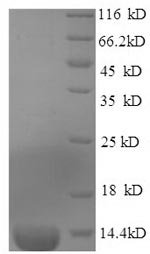 Recombinant Horse Serum amyloid A protein (SAA1), Equus caballus (Horse), E.coli, N-terminal 6xHis-tagged, 16.3kDa, purity >90% as determined by SDS-PAGE.