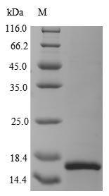 Recombinant Horse Serum amyloid A protein (SAA1), Equus caballus (Horse), E.coli, N-terminal 10xHis-tagged, 15.8kDa, purity >90% as determined by SDS-PAGE.