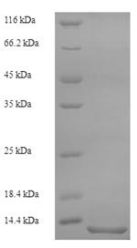 Recombinant Cat Serum amyloid A protein (SAA1), partial
